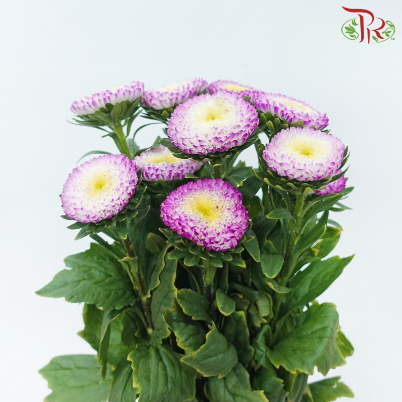 Aster - Bonita Top Rose (10 Stems)-Cherry Pink-Vietnam-prflorist.com.my