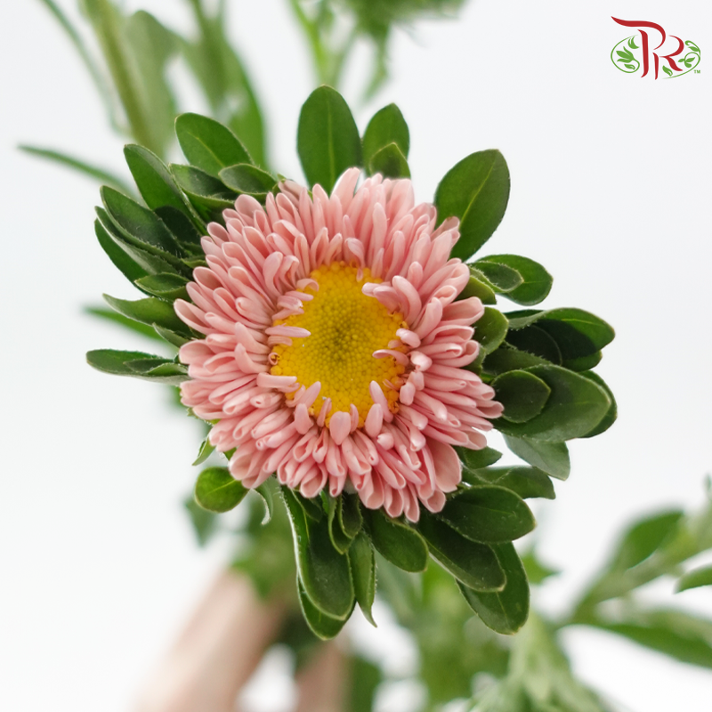 Aster - Champagne (Per Bunch)-Champagne-China-prflorist.com.my