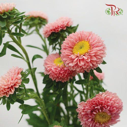 Aster - Champagne (Per Bunch)-Champagne-China-prflorist.com.my