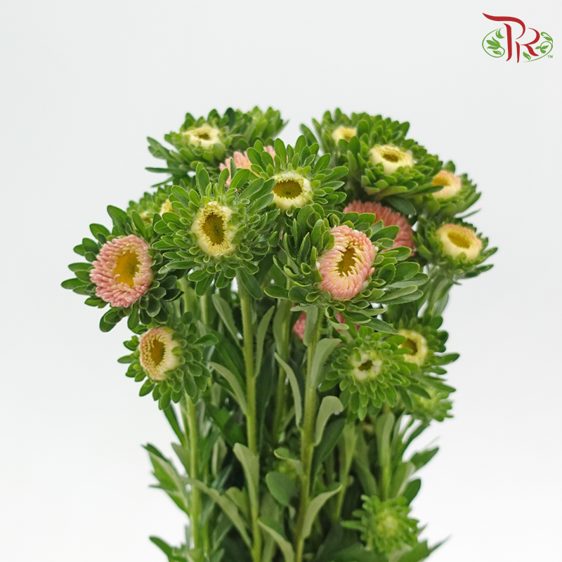 Aster - Champagne (Per Bunch)-Champagne-China-prflorist.com.my