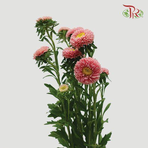 Aster - Champagne (Per Bunch)-Champagne-China-prflorist.com.my
