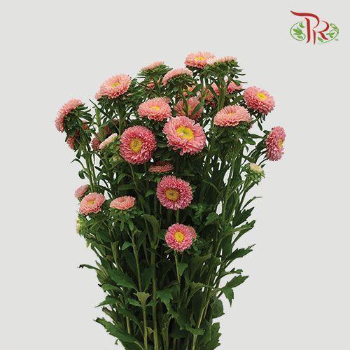 Aster - Champagne (Per Bunch)-Champagne-China-prflorist.com.my