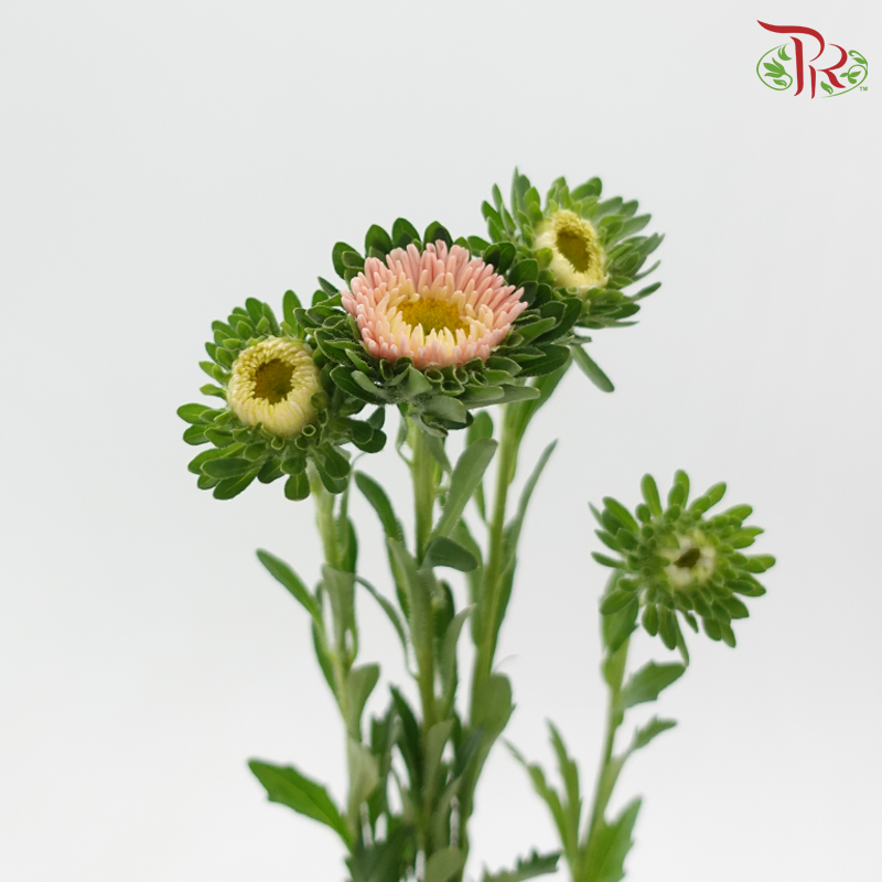 Aster - Champagne (Per Bunch)-Champagne-China-prflorist.com.my