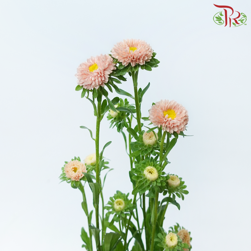 Aster - Champagne (Per Bunch)-Champagne-Malaysia-prflorist.com.my