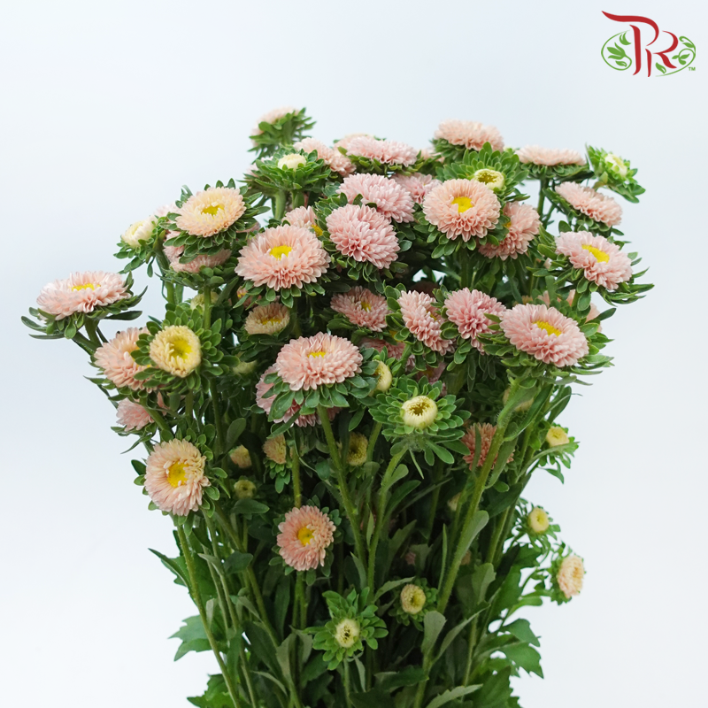 Aster - Champagne (Per Bunch)-Champagne-Malaysia-prflorist.com.my