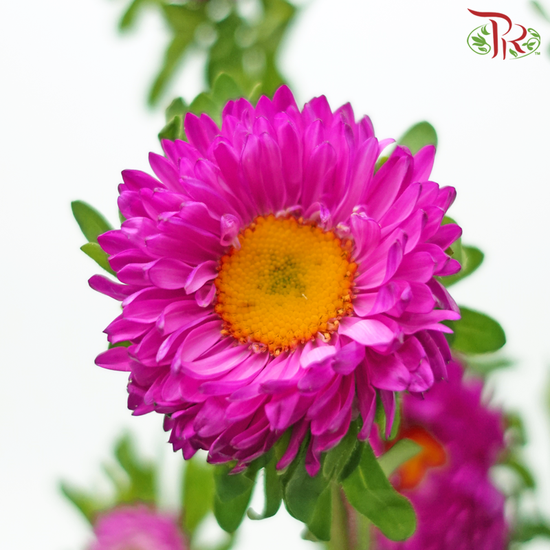 Aster - Cherry Pink (Per Bunch)-Cherry Pink-China-prflorist.com.my