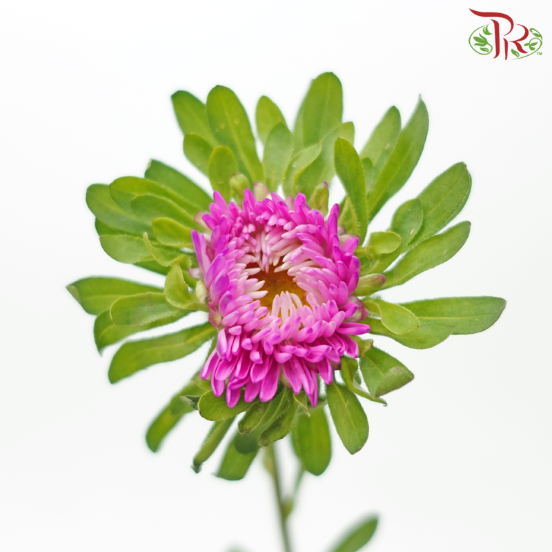 Aster - Cherry Pink (Per Bunch)-Cherry Pink-China-prflorist.com.my