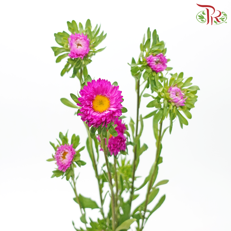 Aster - Cherry Pink (Per Bunch)-Cherry Pink-China-prflorist.com.my