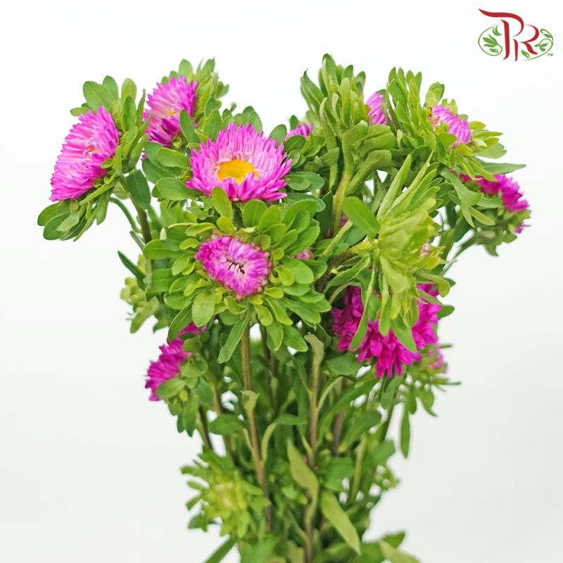 Aster - Cherry Pink (Per Bunch)-Cherry Pink-China-prflorist.com.my