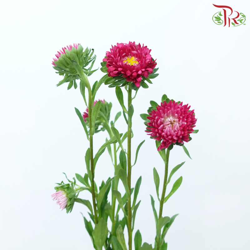 Aster - Dark Cherry Pink (Per Bunch)-Dark Cherry Pink-China-prflorist.com.my