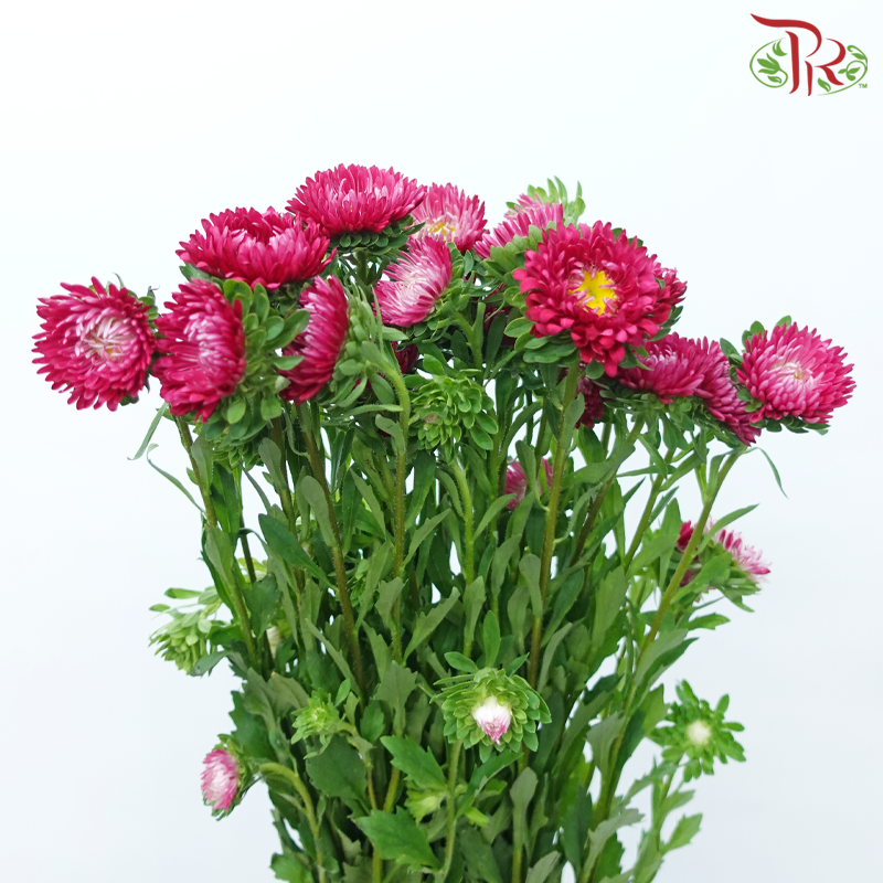 Aster - Dark Cherry Pink (Per Bunch)-Dark Cherry Pink-China-prflorist.com.my