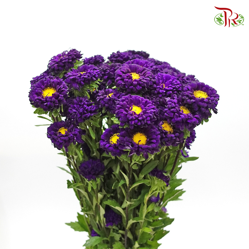 Aster - Dark Purple (Per Bunch)-Malaysia-prflorist.com.my