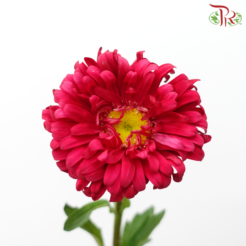Aster - Dark Red (Per Bunch)-Dark Cherry Pink-China-prflorist.com.my