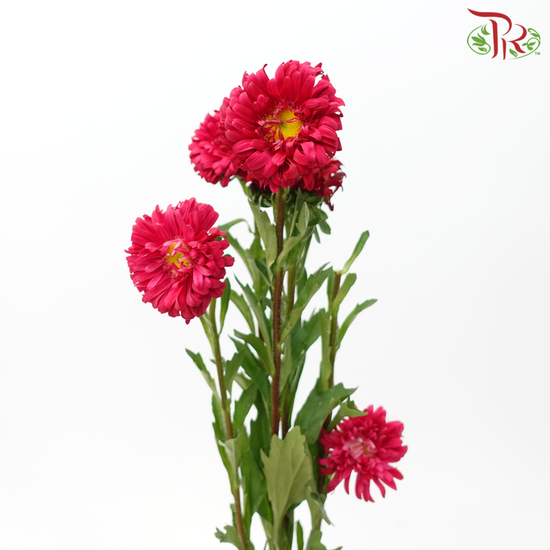 Aster - Dark Red (Per Bunch)-Dark Cherry Pink-China-prflorist.com.my