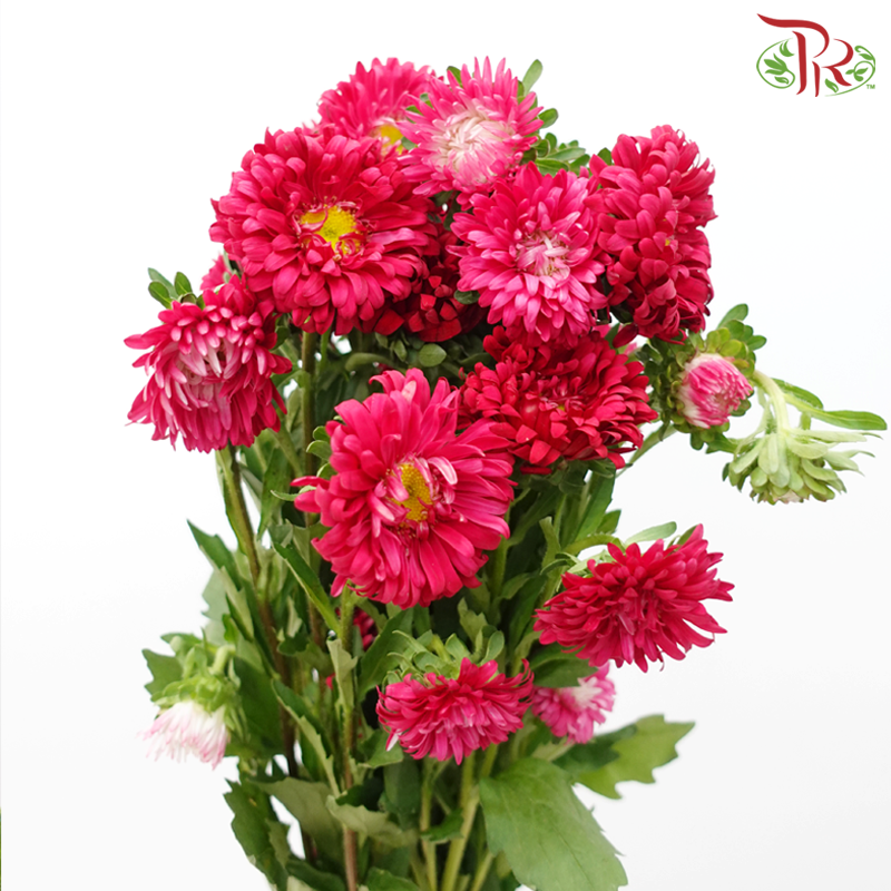 Aster - Dark Red (Per Bunch)-Dark Cherry Pink-China-prflorist.com.my