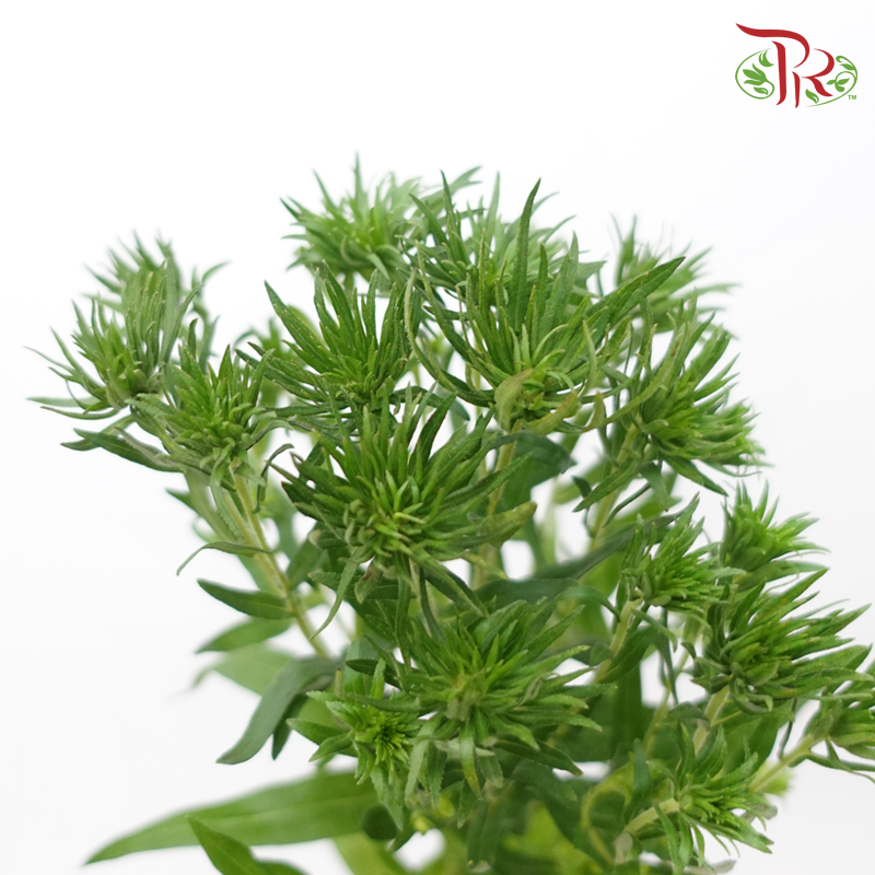 Aster - Green (2 Stems)-Green-Japan-prflorist.com.my