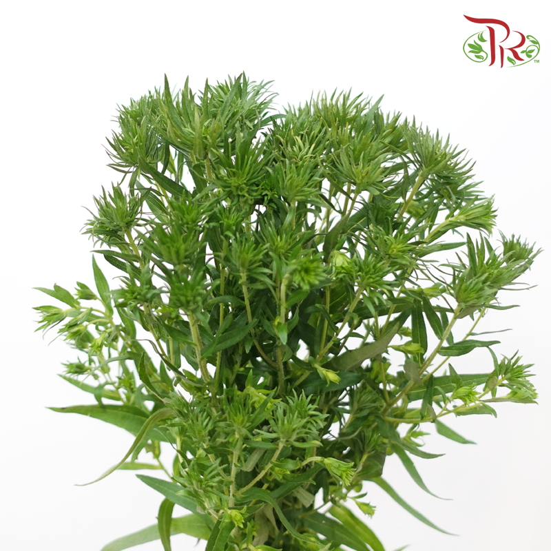 Aster - Green (2 Stems)-Green-Japan-prflorist.com.my