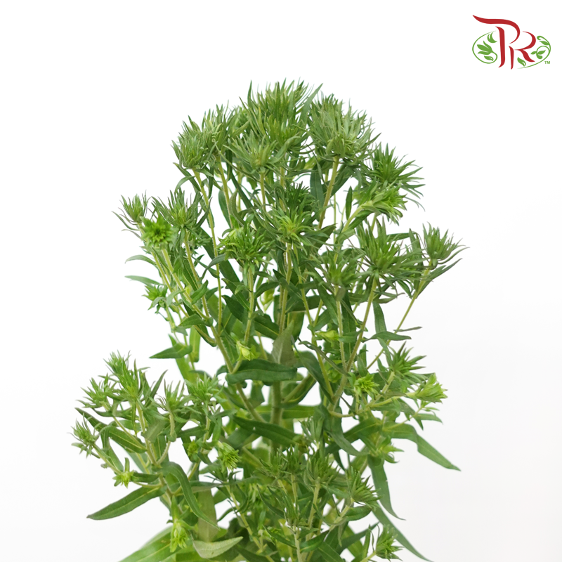 Aster - Green (2 Stems)-Green-Japan-prflorist.com.my