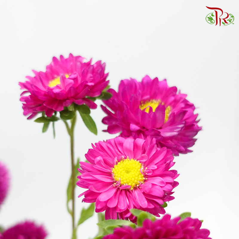 Aster - Hot Pink (Per Bunch)-Malaysia-prflorist.com.my