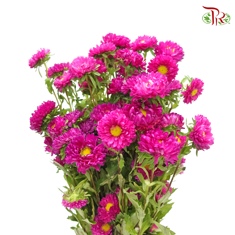 Aster - Hot Pink (Per Bunch)-Malaysia-prflorist.com.my