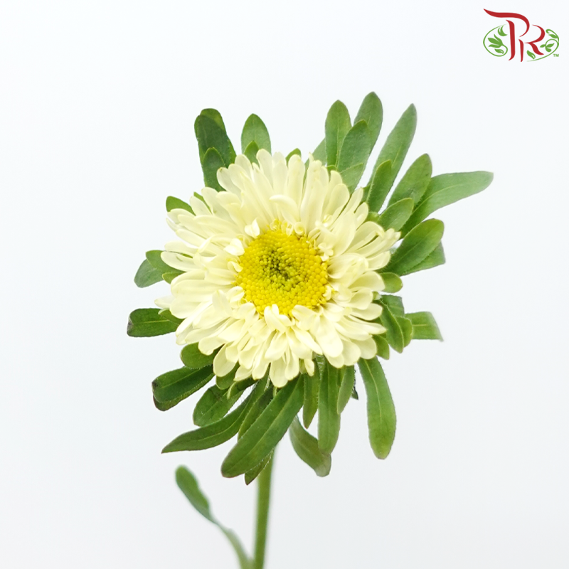 Aster - Light Yellow (Per Bunch)-Light Yellow-China-prflorist.com.my