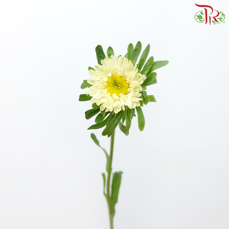 Aster - Light Yellow (Per Bunch)-Light Yellow-China-prflorist.com.my