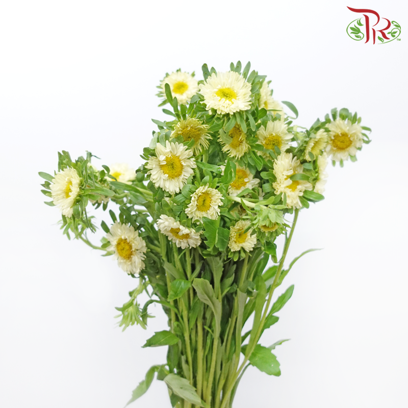 Aster - Light Yellow (Per Bunch)-Light Yellow-China-prflorist.com.my