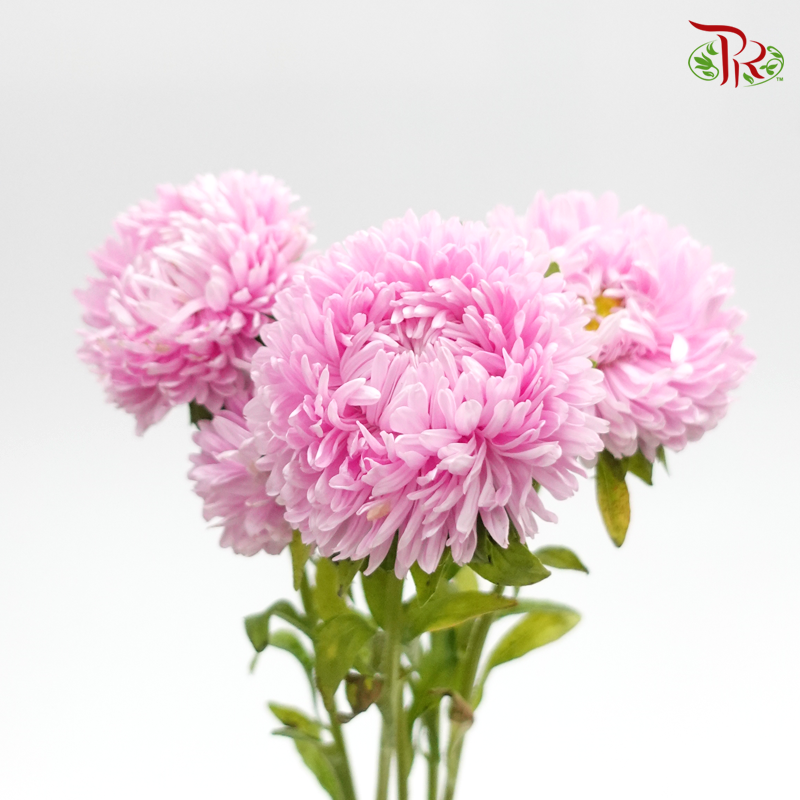 Aster - Pink (2 Stems)-Pink-Japan-prflorist.com.my