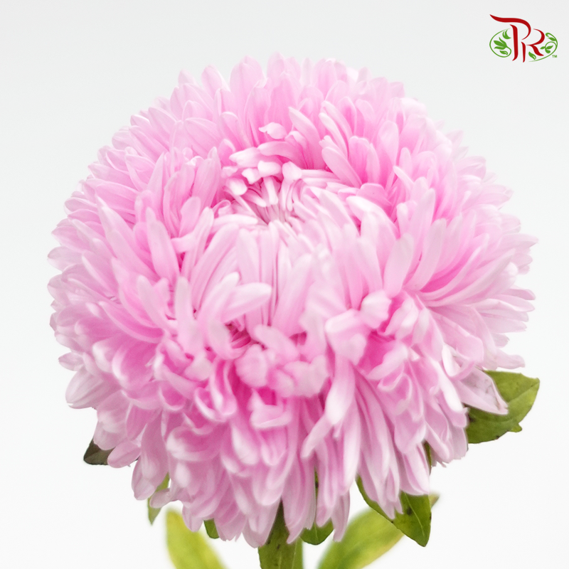 Aster - Pink (2 Stems)-Pink-Japan-prflorist.com.my