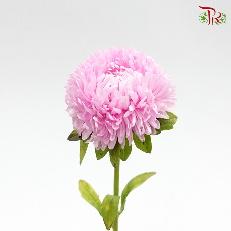 Aster - Pink (2 Stems)-Pink-Japan-prflorist.com.my