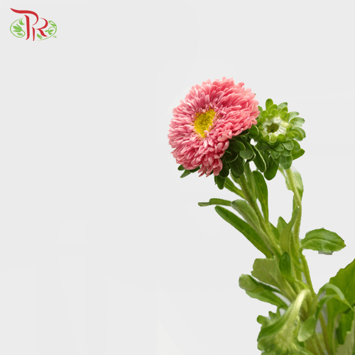 Aster - Pink (Per Bunch)-Pink-China-prflorist.com.my