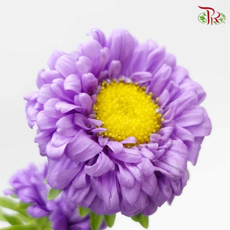 Aster - Purple (Per Bunch)-Malaysia-prflorist.com.my