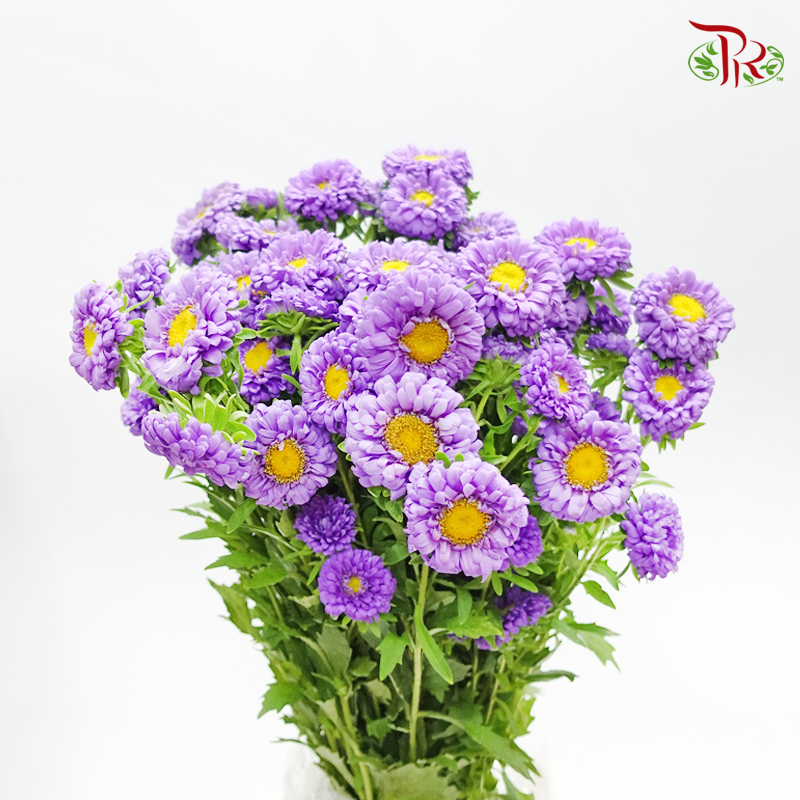 Aster - Purple (Per Bunch)-Malaysia-prflorist.com.my