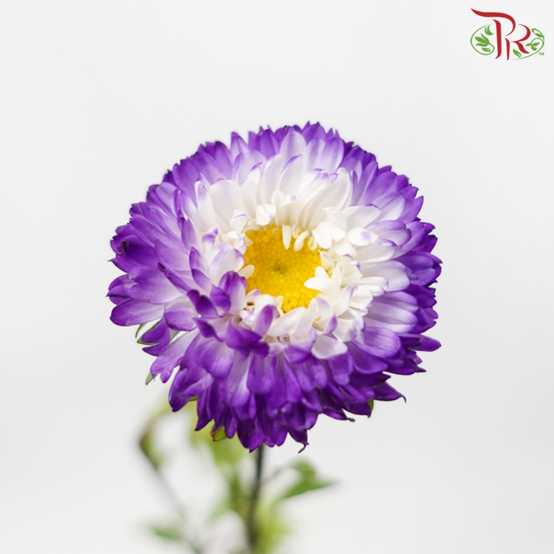 Aster - Purple White (2 Stems)-Purple White-Japan-prflorist.com.my