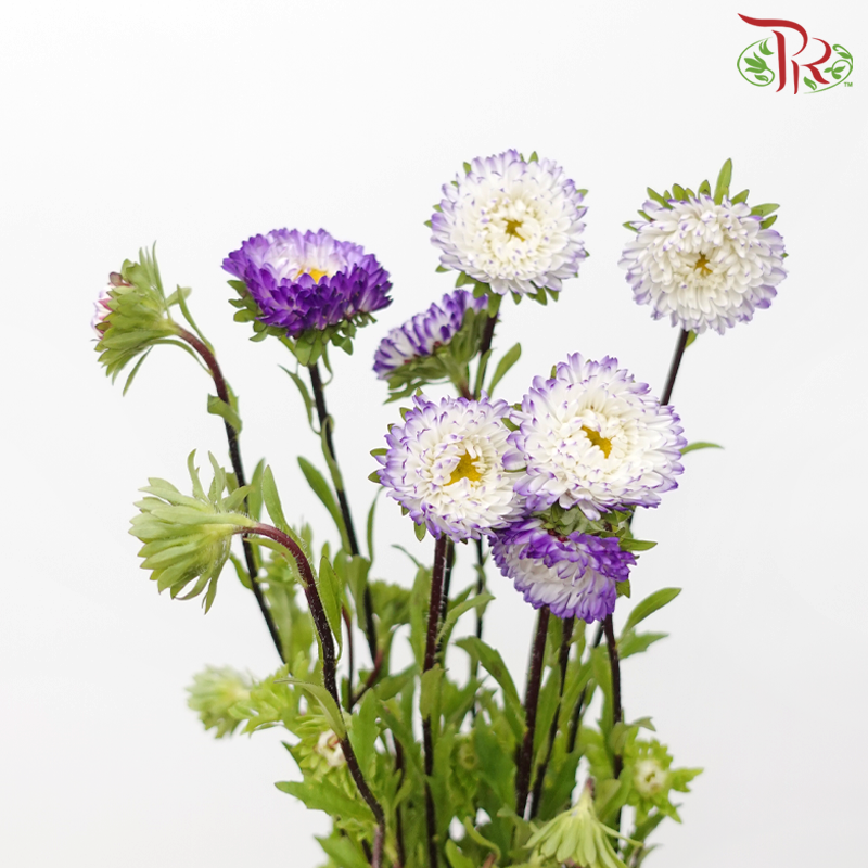 Aster - Purple White (2 Stems)-Purple White-Japan-prflorist.com.my