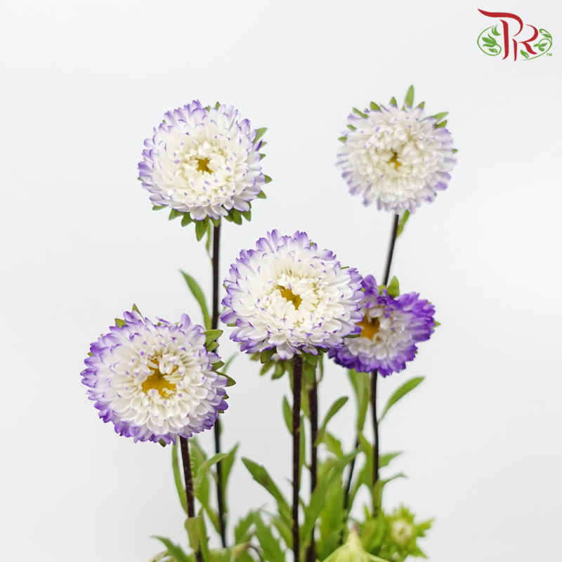 Aster - Purple White (2 Stems)-Purple White-Japan-prflorist.com.my