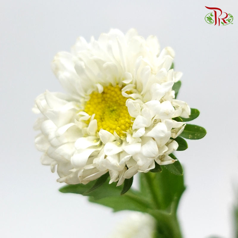 Aster - White (Per Bunch)-Malaysia-prflorist.com.my