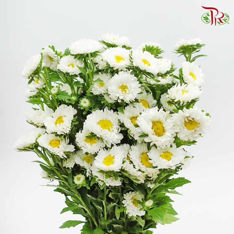 Aster - White (Per Bunch)-Malaysia-prflorist.com.my