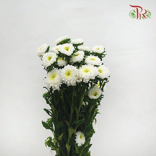 Aster - White (Per Bunch)-White-China-prflorist.com.my