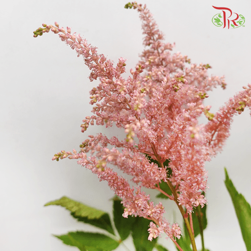 Astilbe - Brown (5 Stems)-Brown-Japan-prflorist.com.my