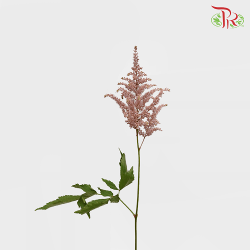 Astilbe - Brown (5 Stems)-Brown-Japan-prflorist.com.my