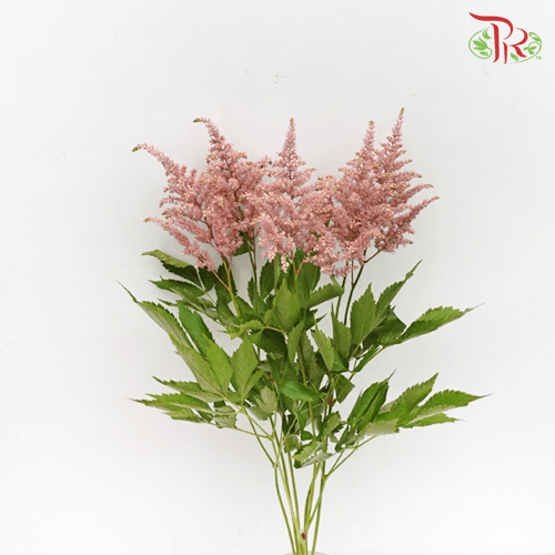 Astilbe - Brown (5 Stems)-Brown-Japan-prflorist.com.my