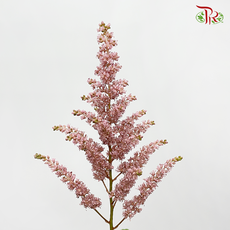 Astilbe - Brown (5 Stems)-Japan-prflorist.com.my