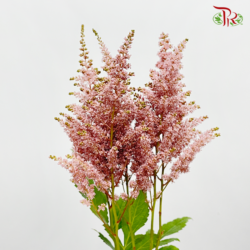 Astilbe - Brown (5 Stems)-Japan-prflorist.com.my