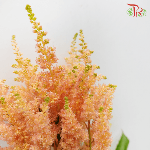 Astilbe - Caramel (5 Stems)-Japan-prflorist.com.my