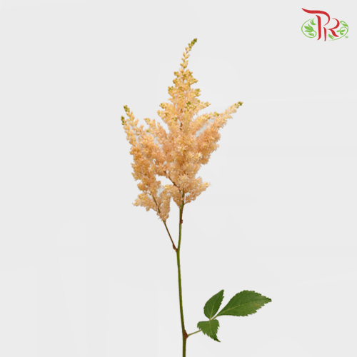 Astilbe - Caramel (5 Stems)-Japan-prflorist.com.my