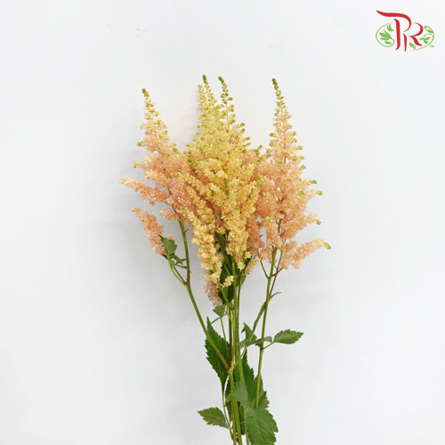 Astilbe - Caramel (5 Stems)-Japan-prflorist.com.my