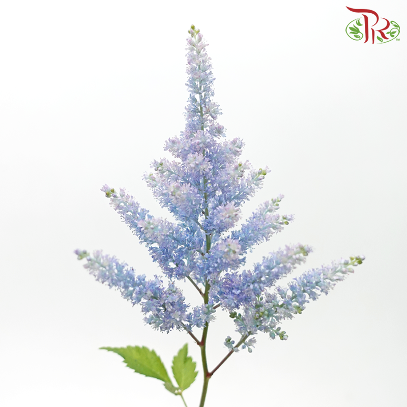 Astilbe - Carolina Blue (5 Stems)-Carolina Blue-Japan-prflorist.com.my