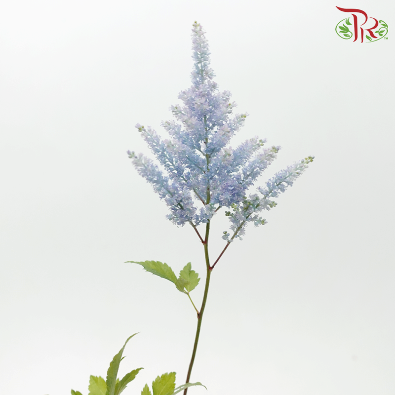 Astilbe - Carolina Blue (5 Stems)-Carolina Blue-Japan-prflorist.com.my