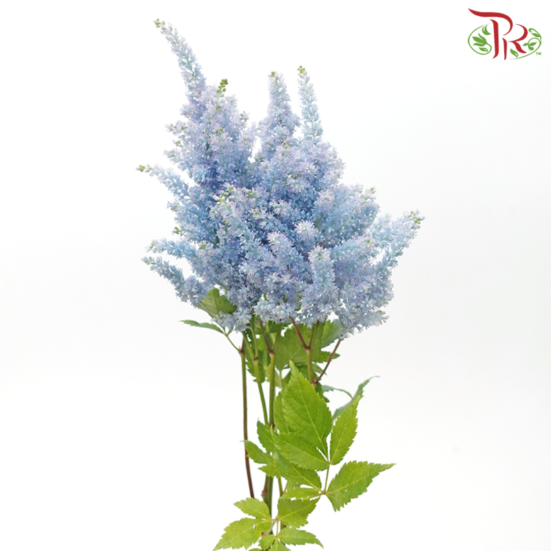 Astilbe - Carolina Blue (5 Stems)-Carolina Blue-Japan-prflorist.com.my